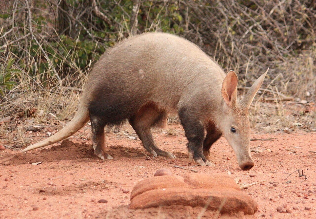 An aardvark with a long snout and big ears walking on red earth.