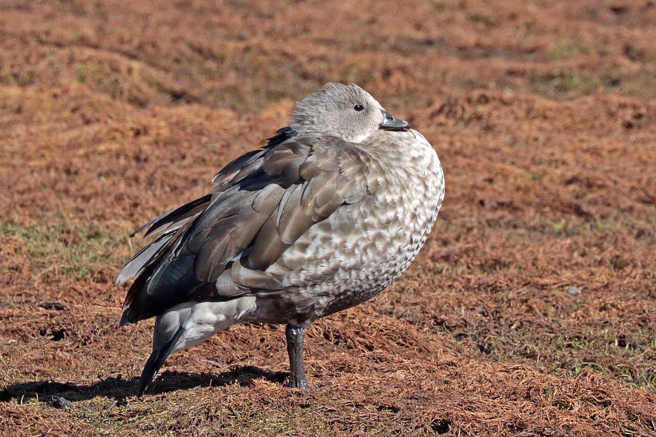 A brown Abyssinian blue-winged goose standing on dry ground.