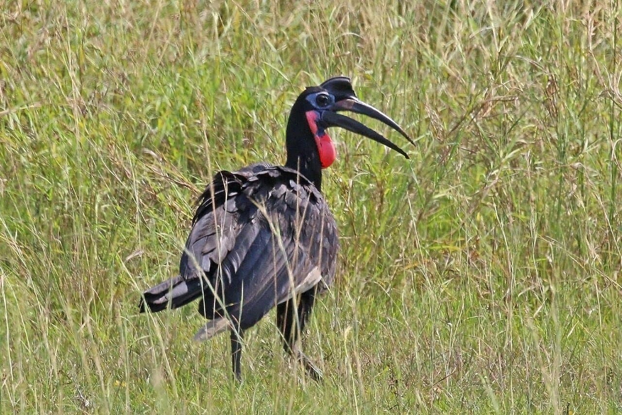 An Abyssinian ground hornbill with black feathers, a curved bill and a red throat patch standing in tall grass.