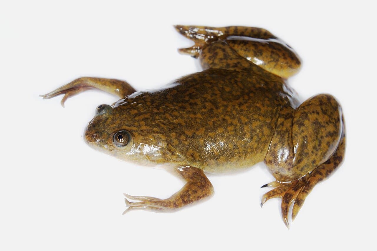 A flat, olive-brown African clawed frog on a white background.