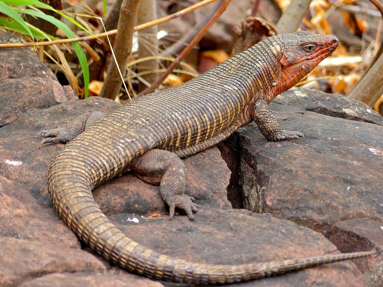 A large brown plated lizard with a reddish head resting on a rock.