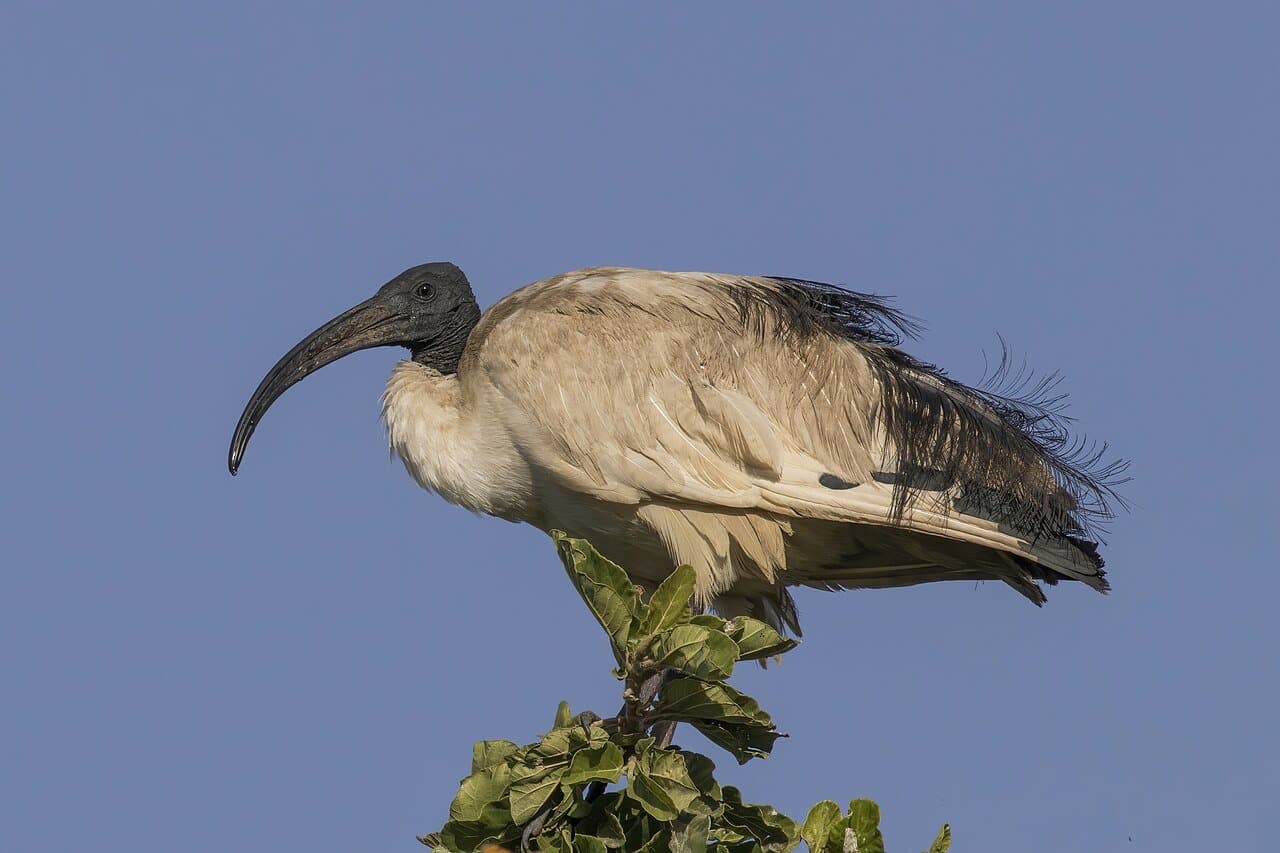 An African sacred ibis with a white body, black head and curved bill perched on a bush.