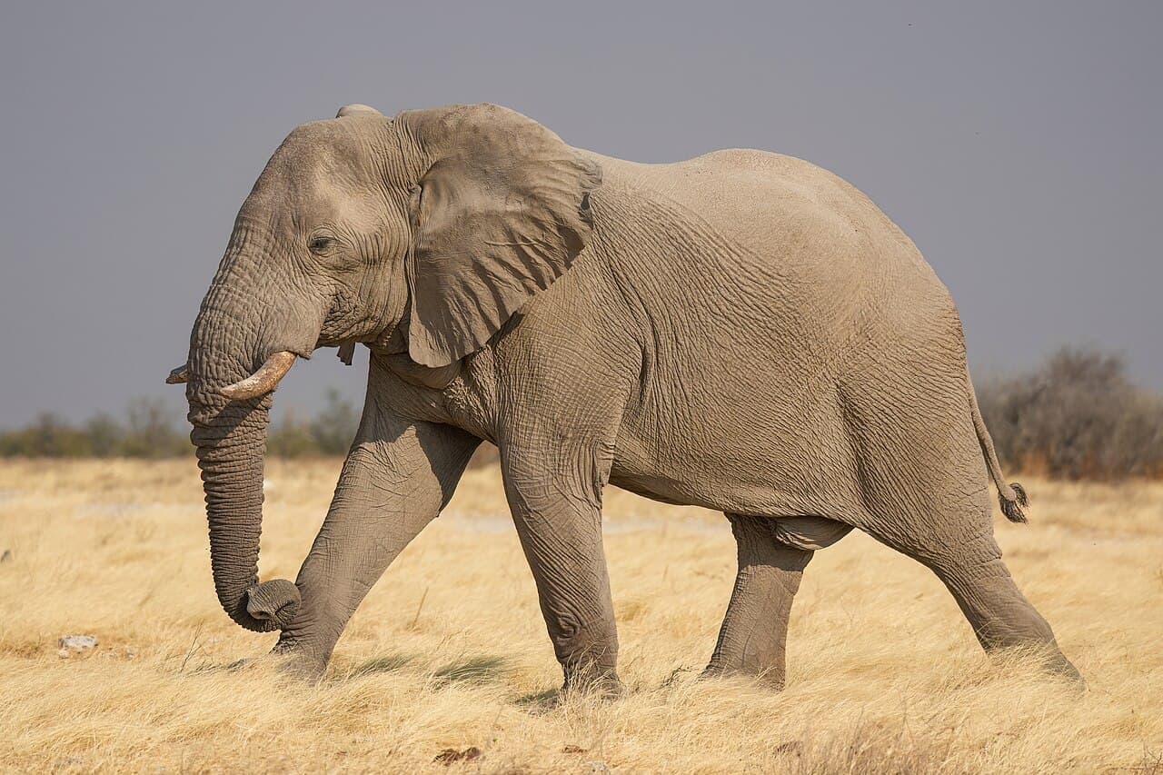 A male African savanna elephant with short tusks walking through dry grass in Etosha National Park.