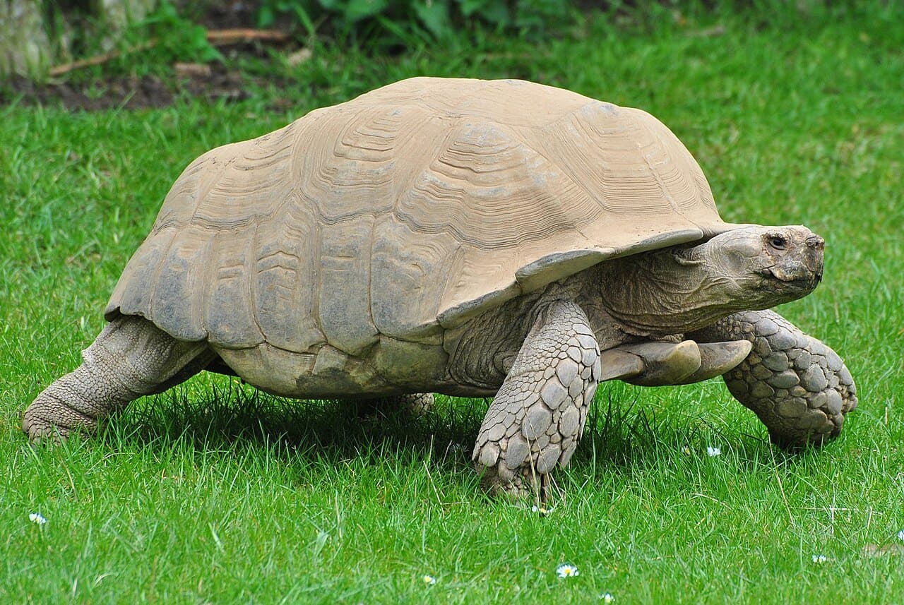 A large African spurred tortoise walking across green grass.