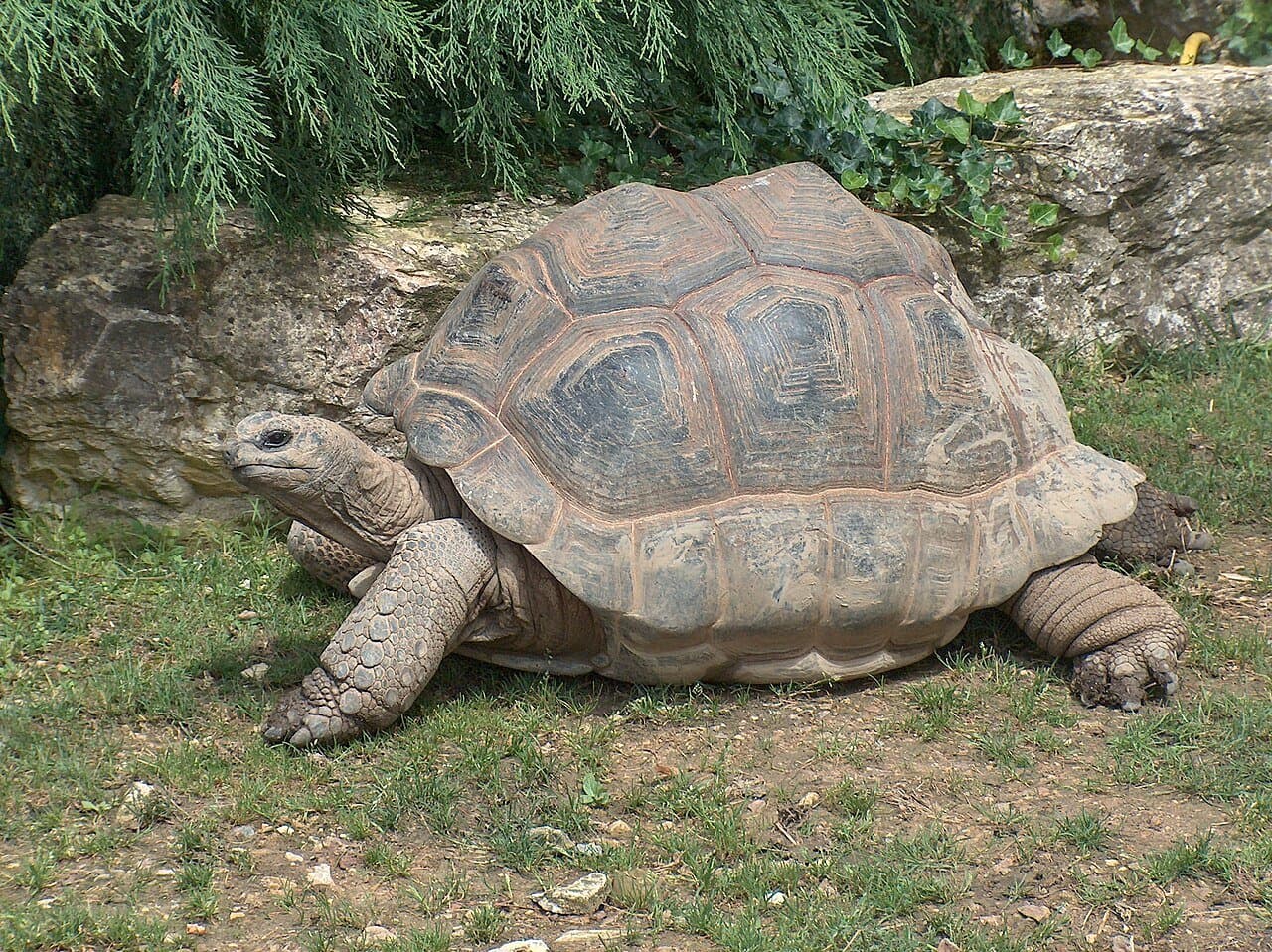 A huge Aldabra tortoise with a domed brown shell walking on grass.