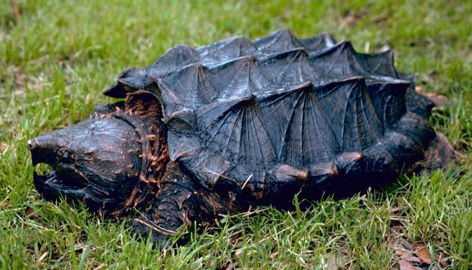 An alligator snapping turtle with a ridged, spiky shell resting on grass.