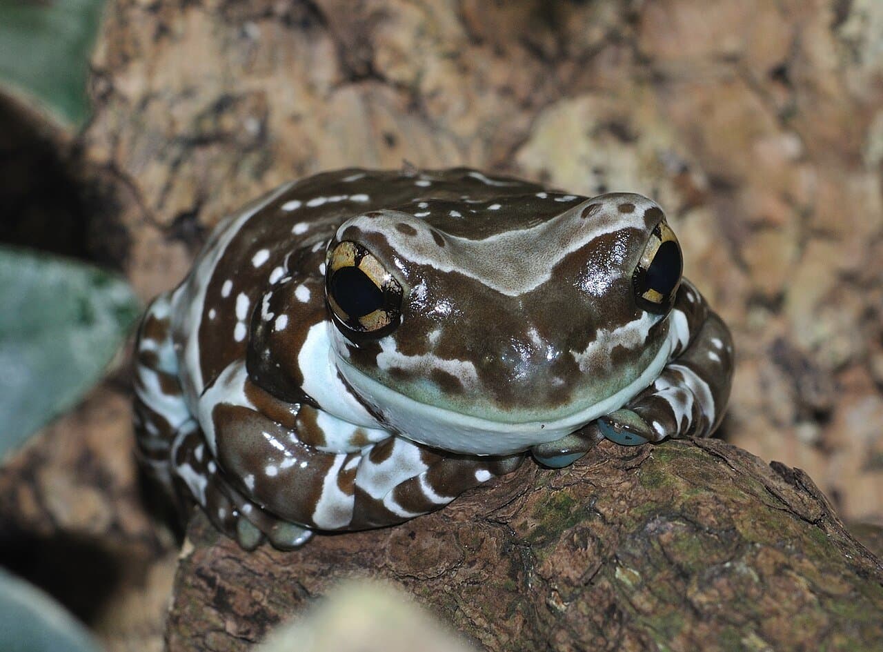 A brown-and-white banded Amazon milk frog sitting on a branch.