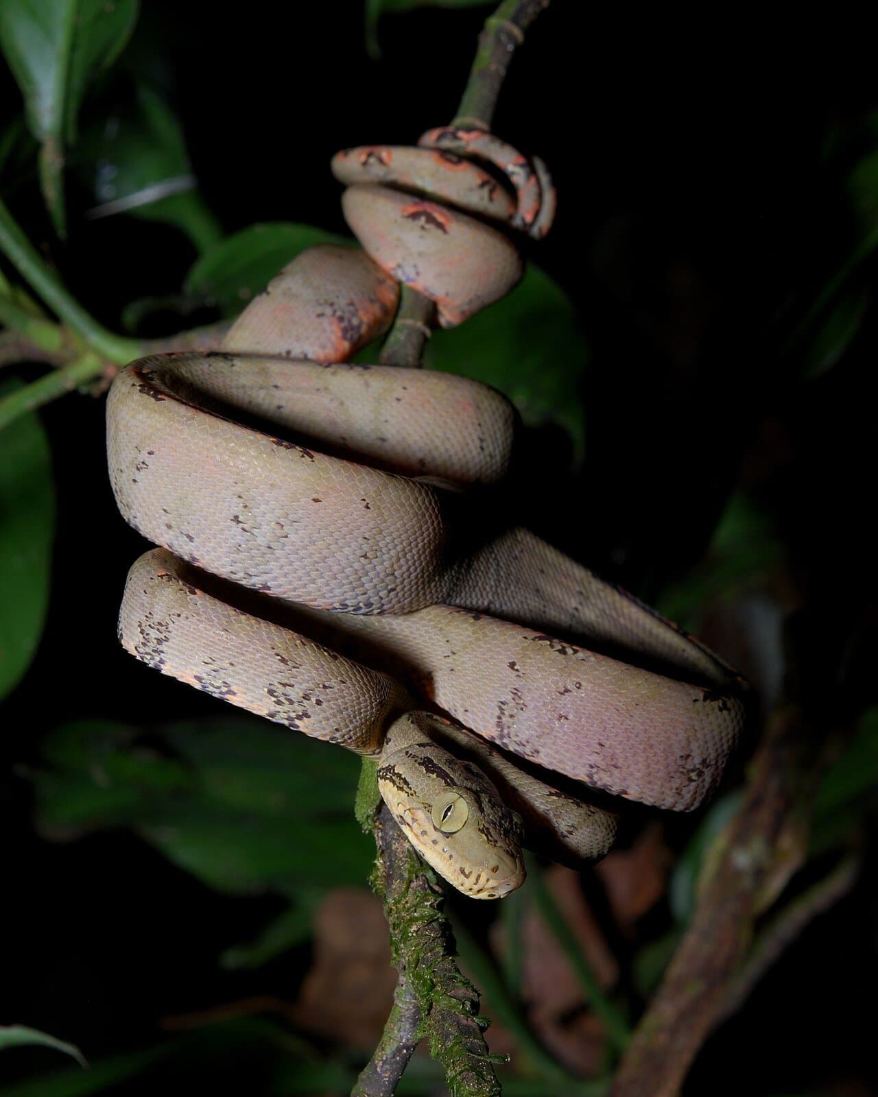 A pale Amazon tree boa coiled around a branch.