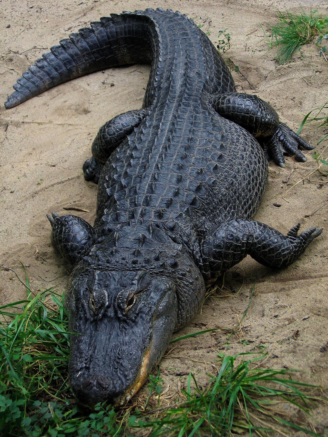 A dark American alligator lying on sand at the water's edge.