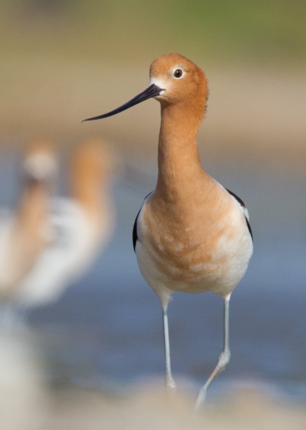 An American avocet with a rusty orange head and a thin upturned bill.