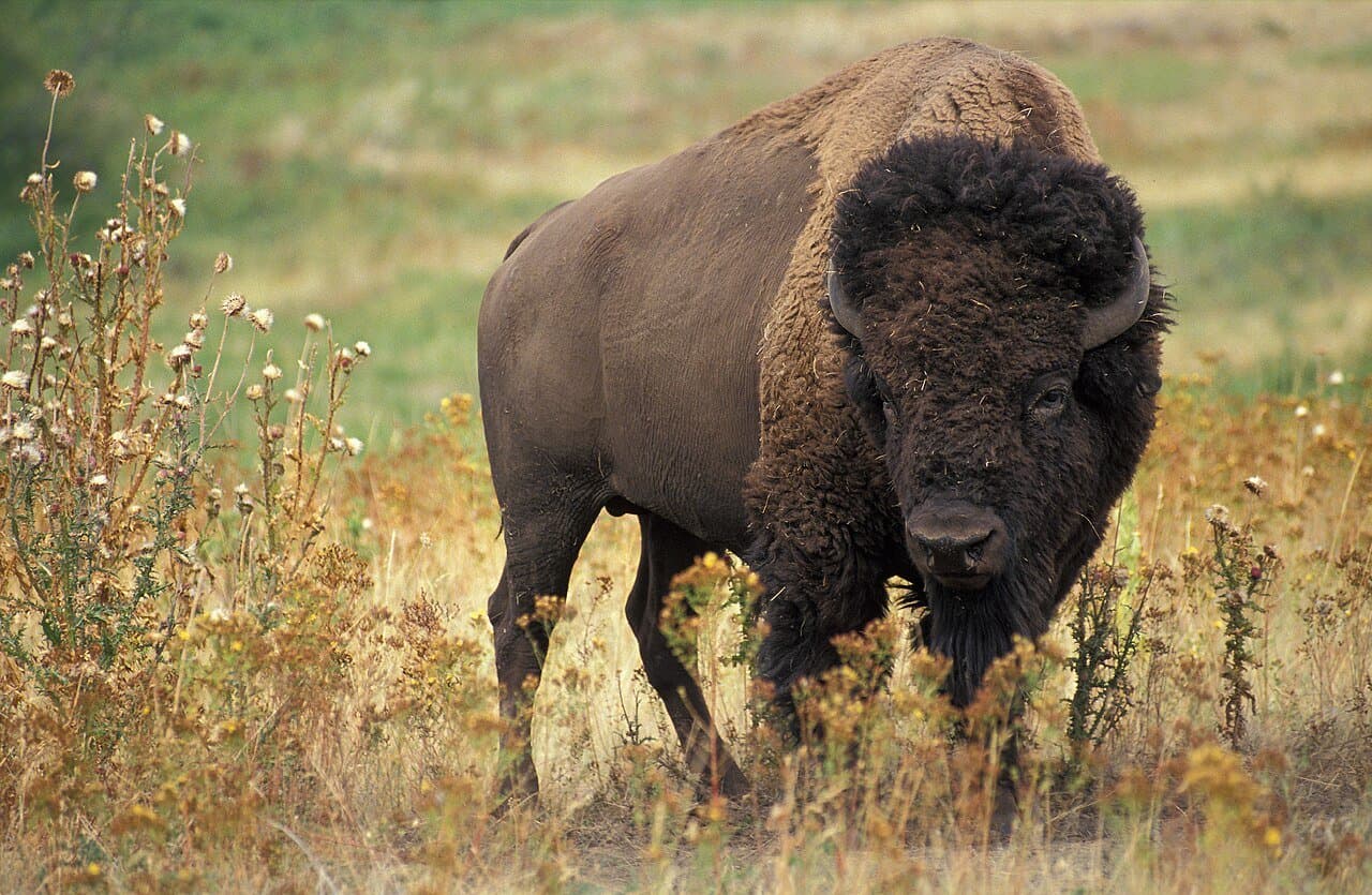 An American bison with a shaggy brown coat standing in dry prairie grass.