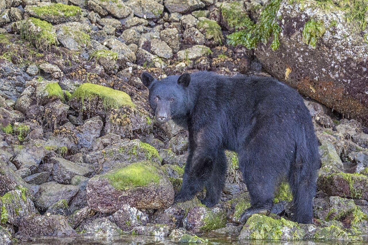 A black American black bear walking over mossy rocks.