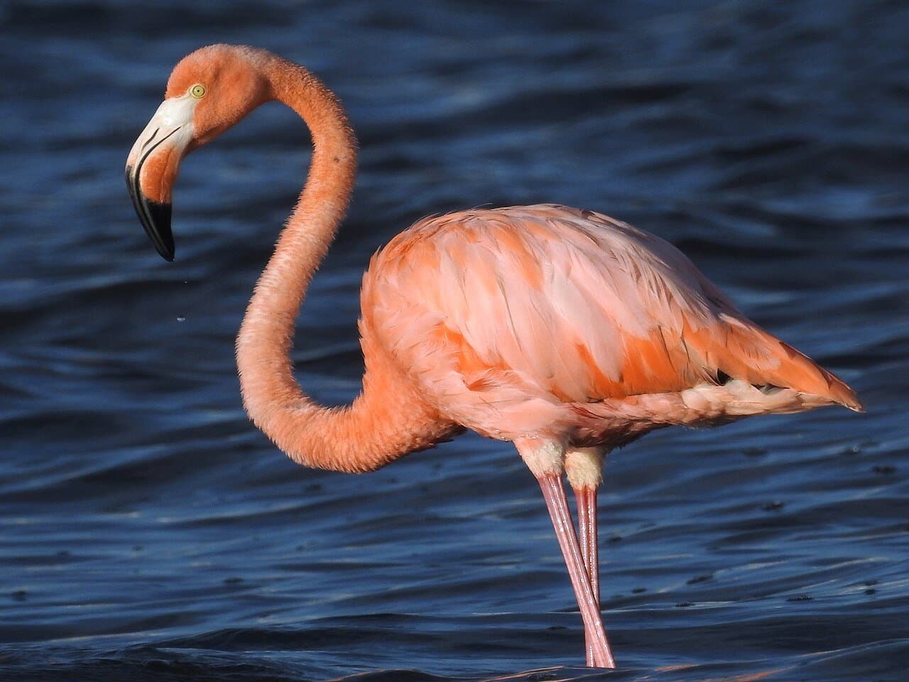 A pink American flamingo standing in dark blue water.