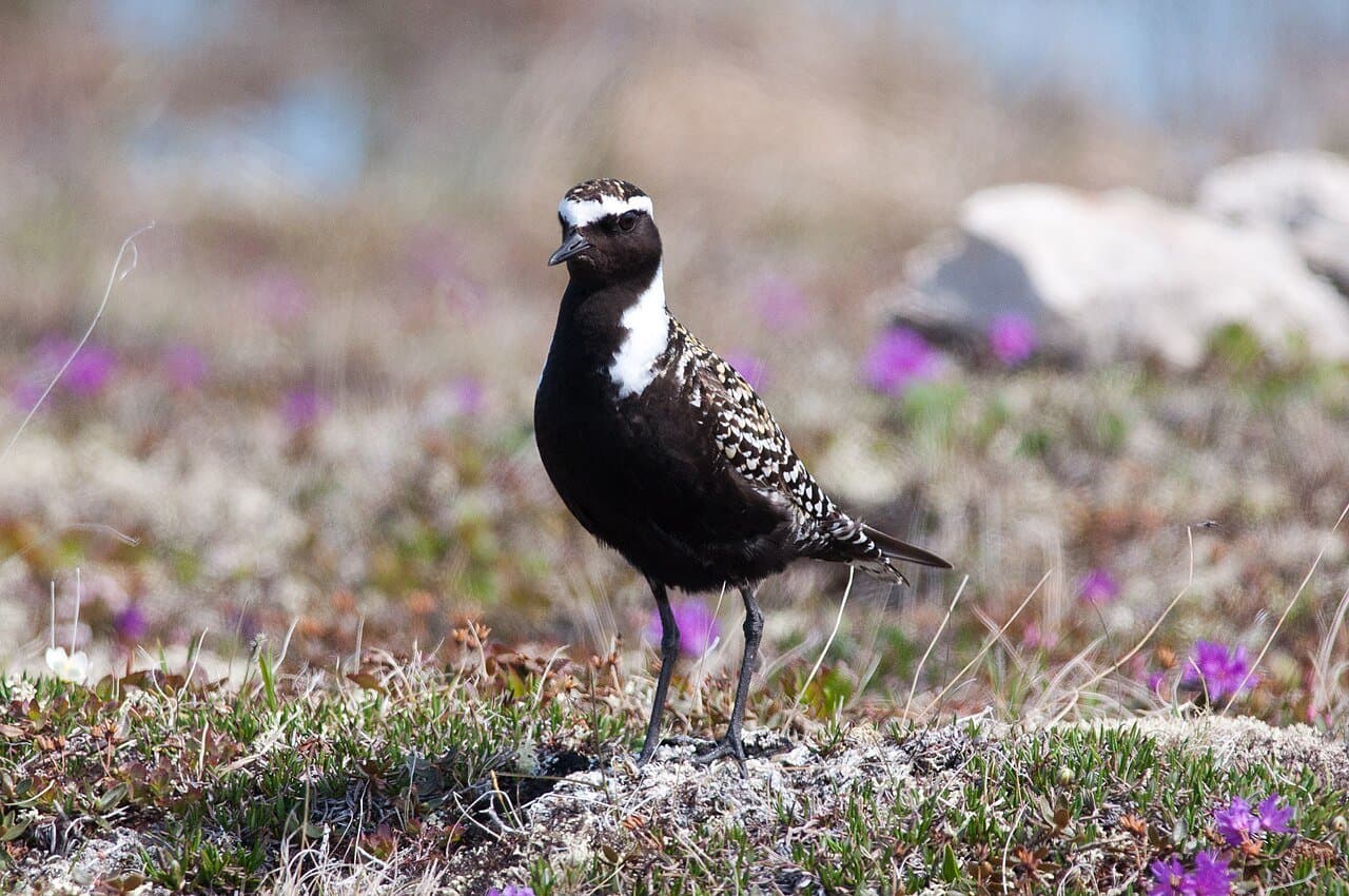An American golden plover with a black face and speckled gold back on tundra.