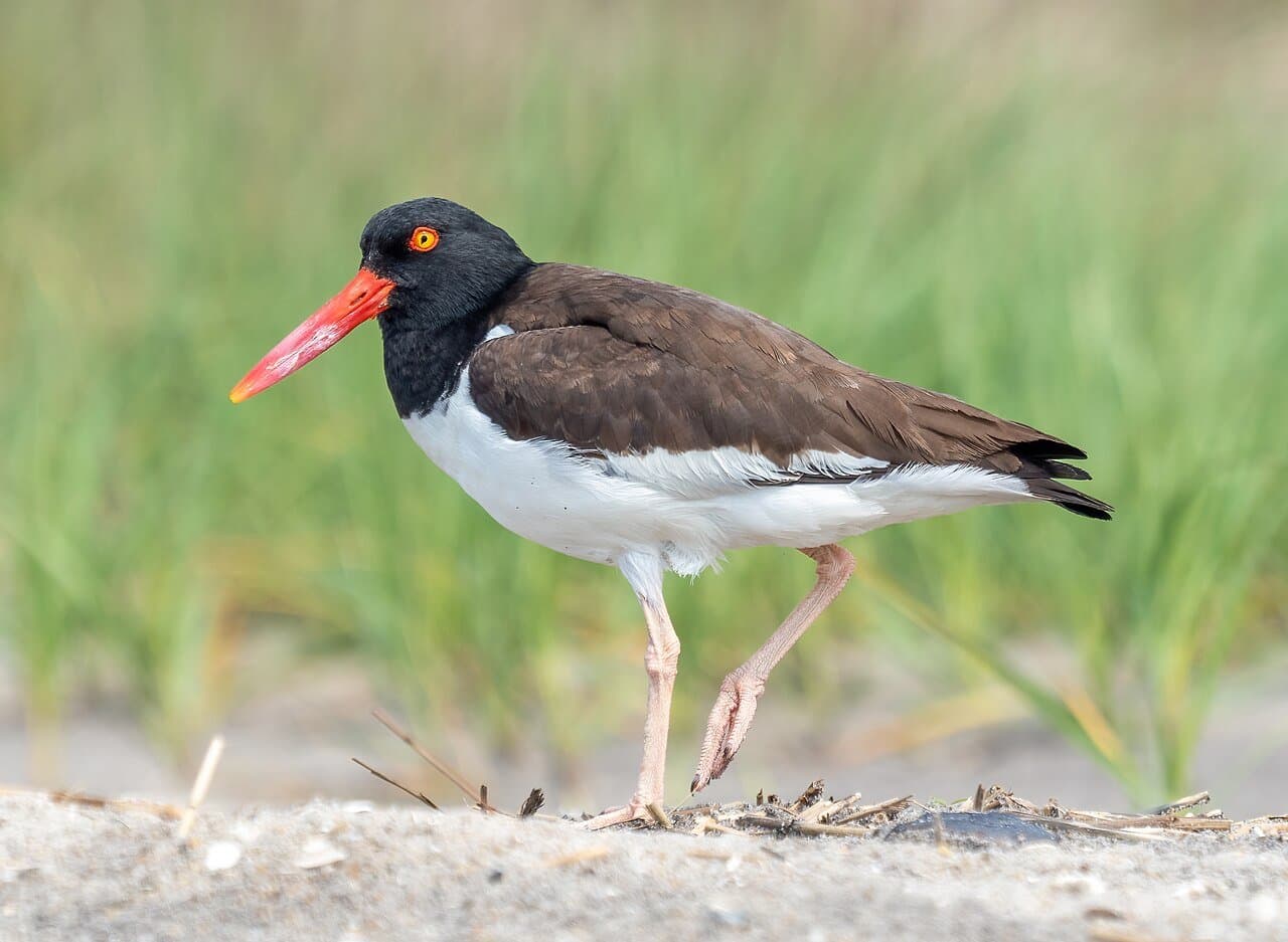 A black-and-white American oystercatcher with a bright orange bill walking on sand.