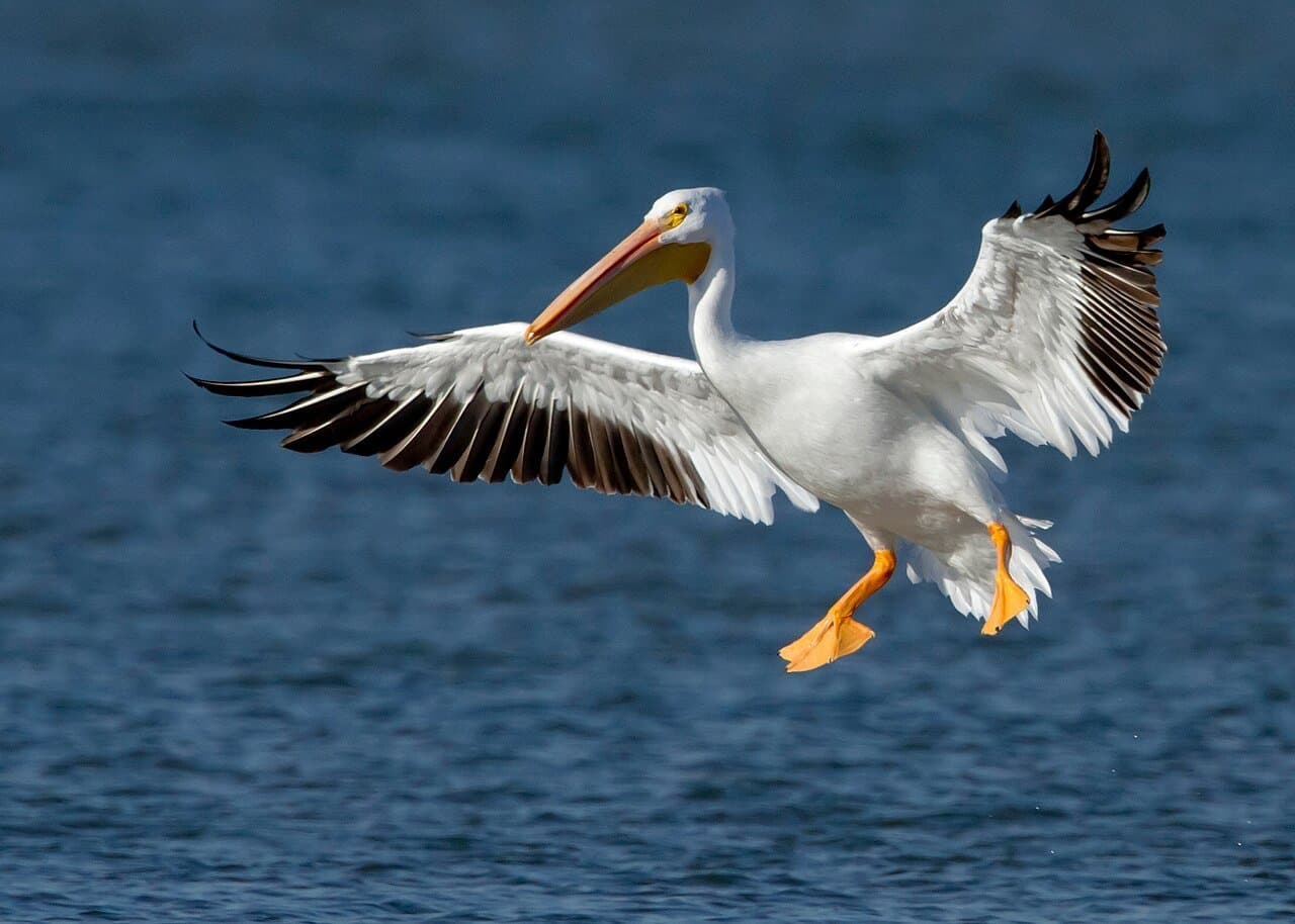 A white American white pelican with black wing tips landing on water.