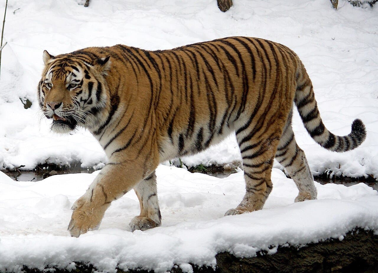 An Amur tiger walking through snow.