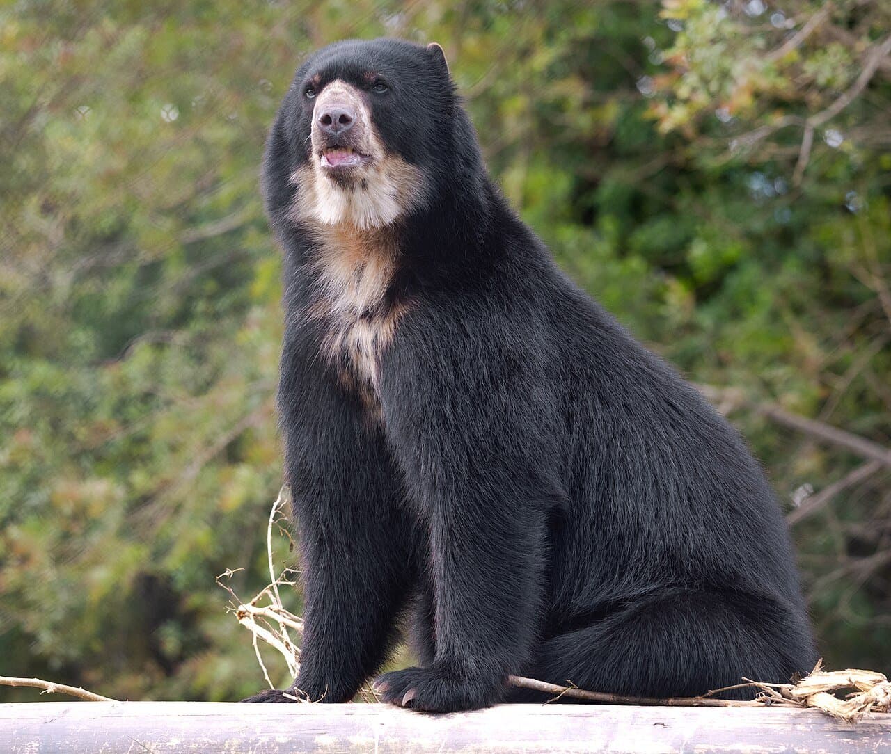 A black Andean bear with cream markings on its face and chest, sitting up.
