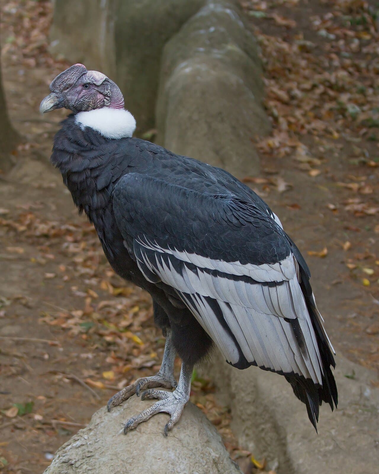 An Andean condor with black and white wings and a white neck ruff perched on a rock.
