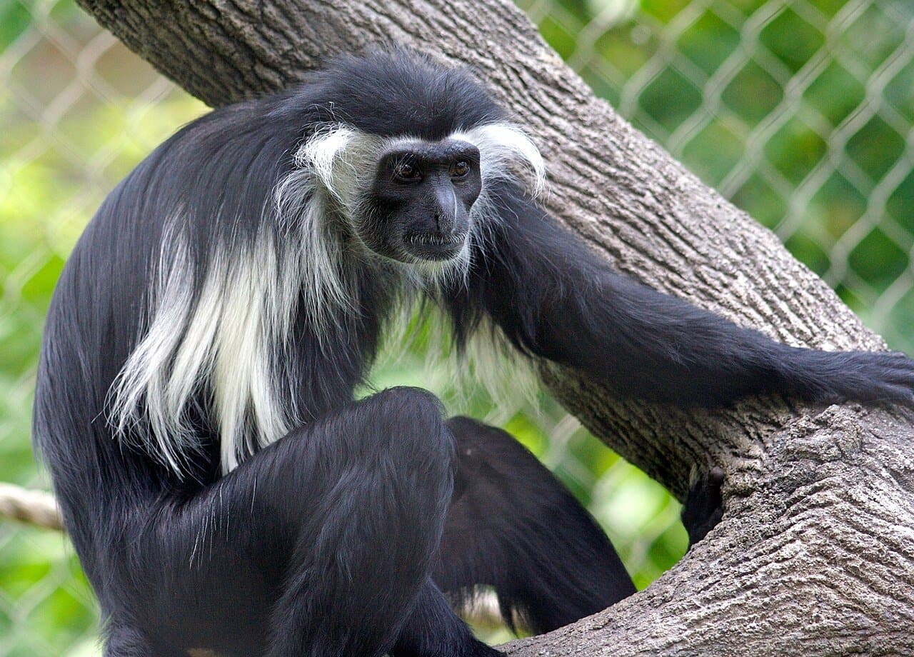 An Angolan colobus monkey with black fur and long white shoulder fur sitting on a branch.