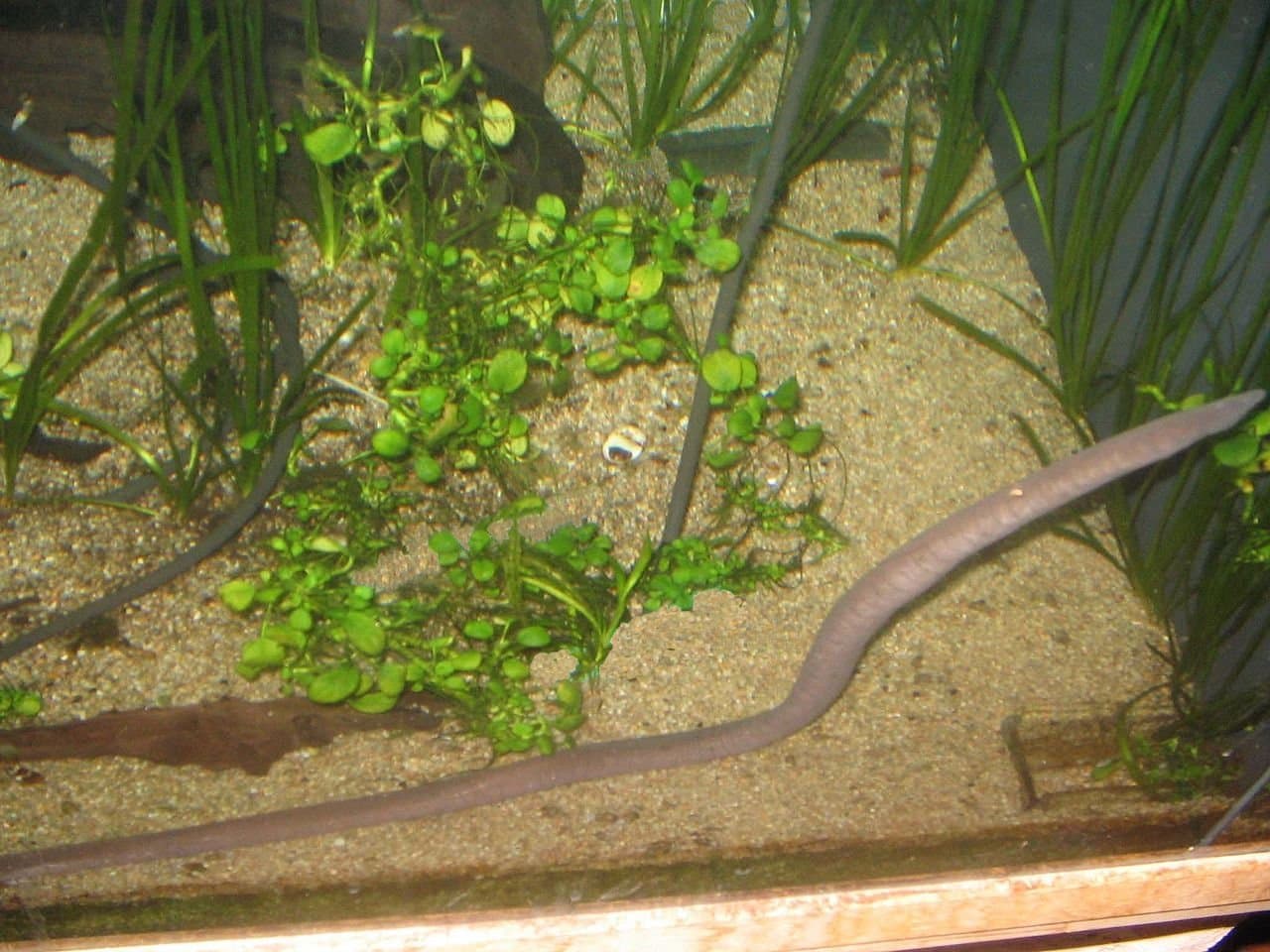 A long, dark gray aquatic caecilian swimming along the bottom of a tank.