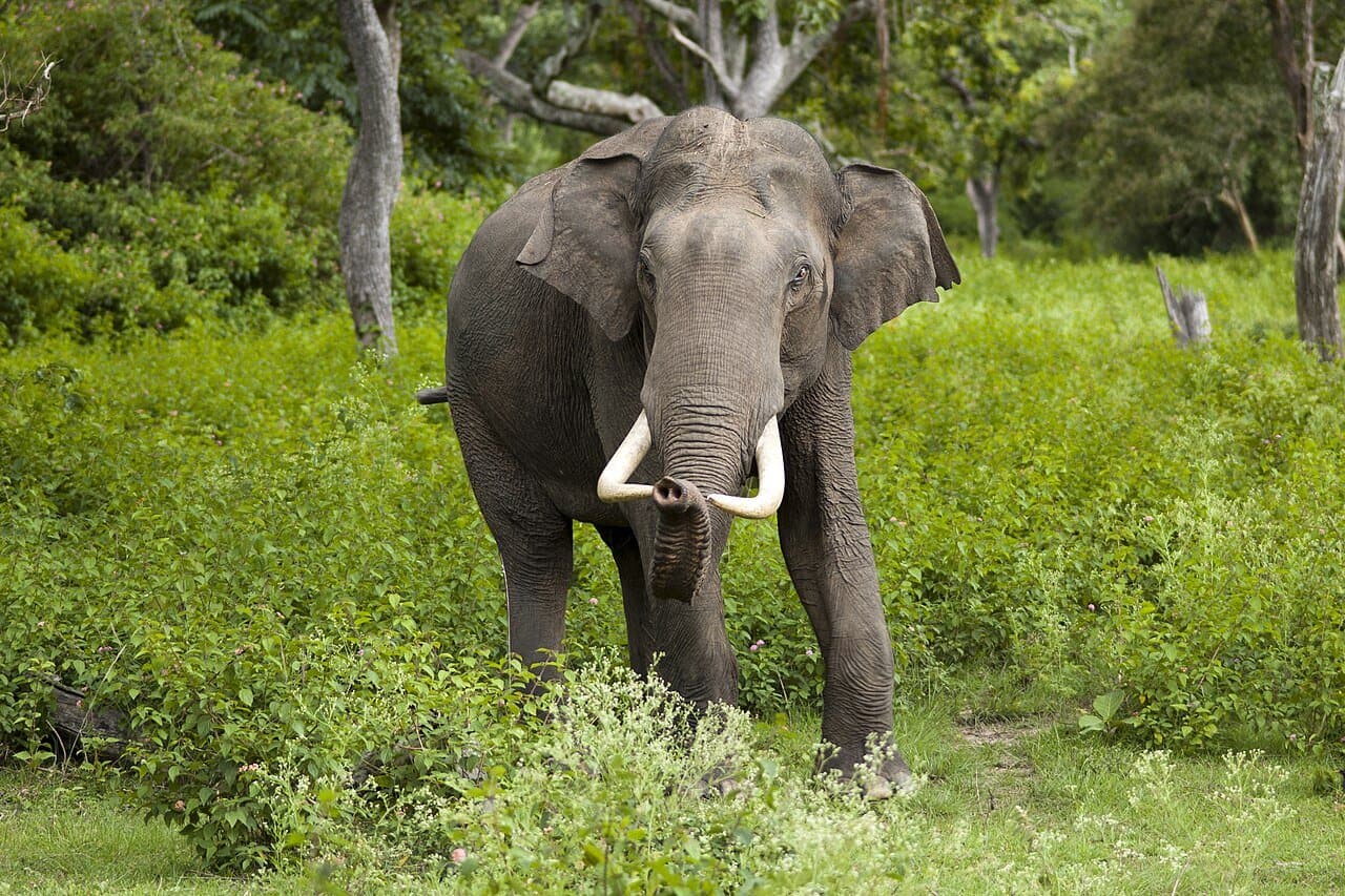 An Asian elephant with tusks standing in green grass.
