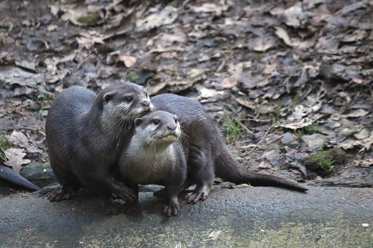 Two Asian small-clawed otters standing close together on the ground.