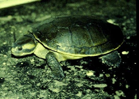 An Australian big-headed turtle with a large head and brown shell.