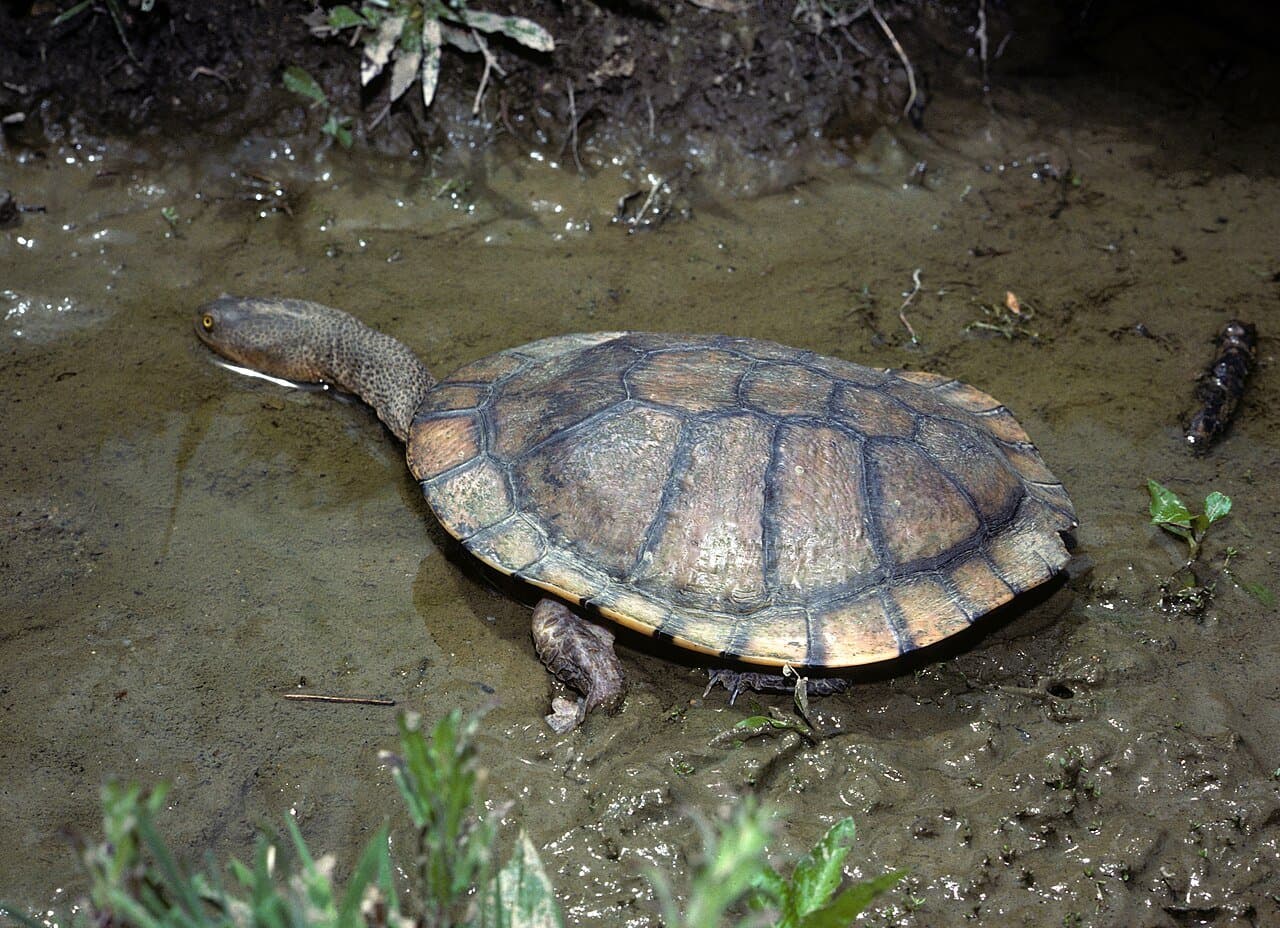 An Australian snake-necked turtle stretching its long neck in shallow water.