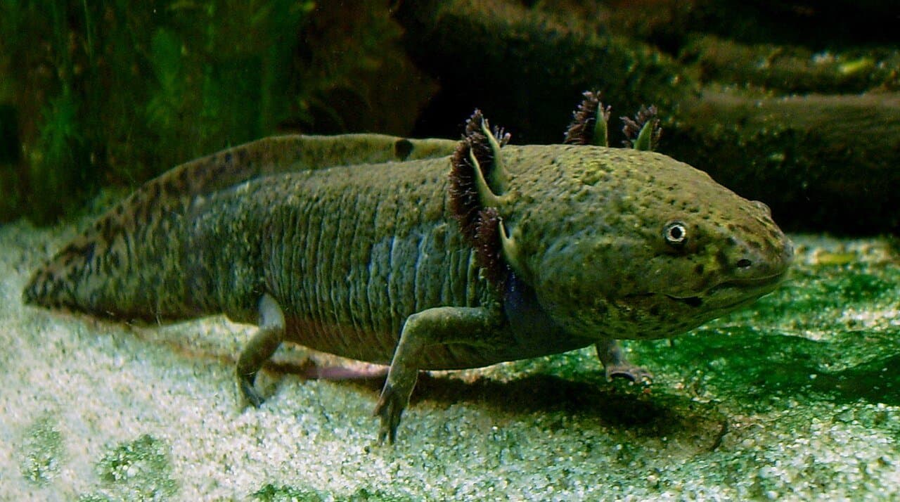 A dark green wild-type axolotl with feathery gills resting on the bottom.