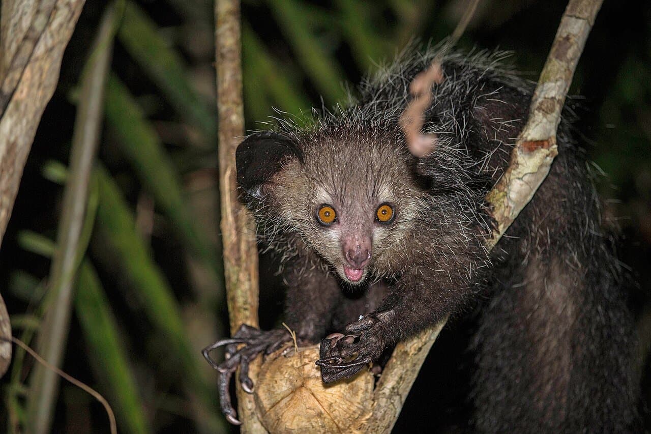 A shaggy dark aye-aye with big eyes and ears climbing a branch at night.