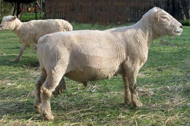 A shorn Babydoll Southdown ram standing on grass.