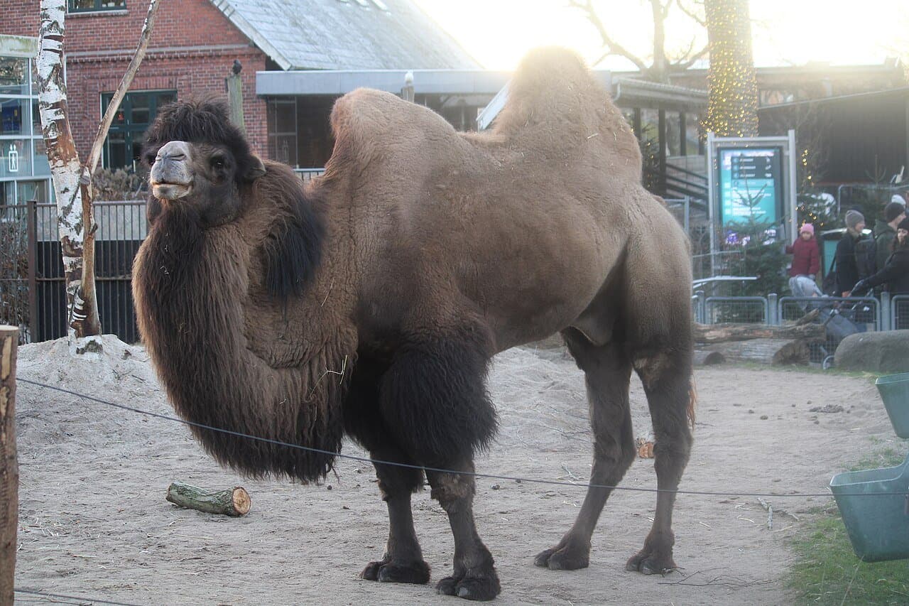 A shaggy brown Bactrian camel with two humps standing in a zoo yard.