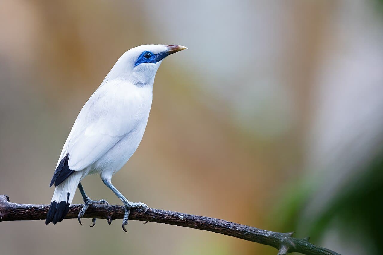 A white Bali mynah with black wing tips and blue skin around its eye perched on a branch.
