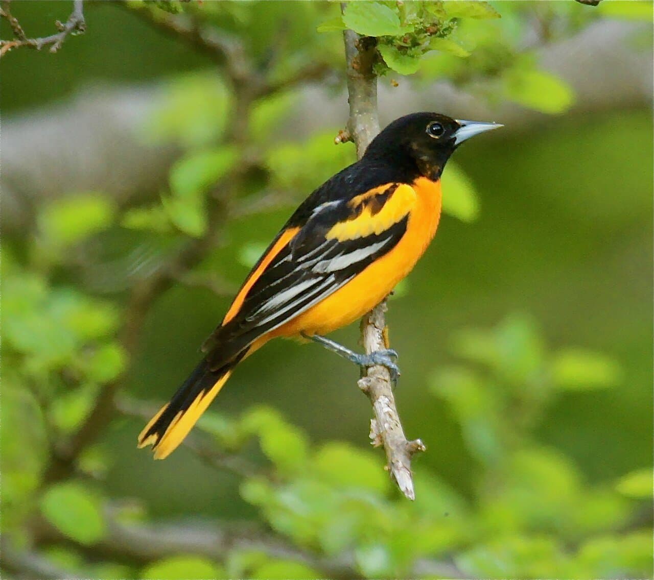 A bright orange and black Baltimore oriole perched on a branch.