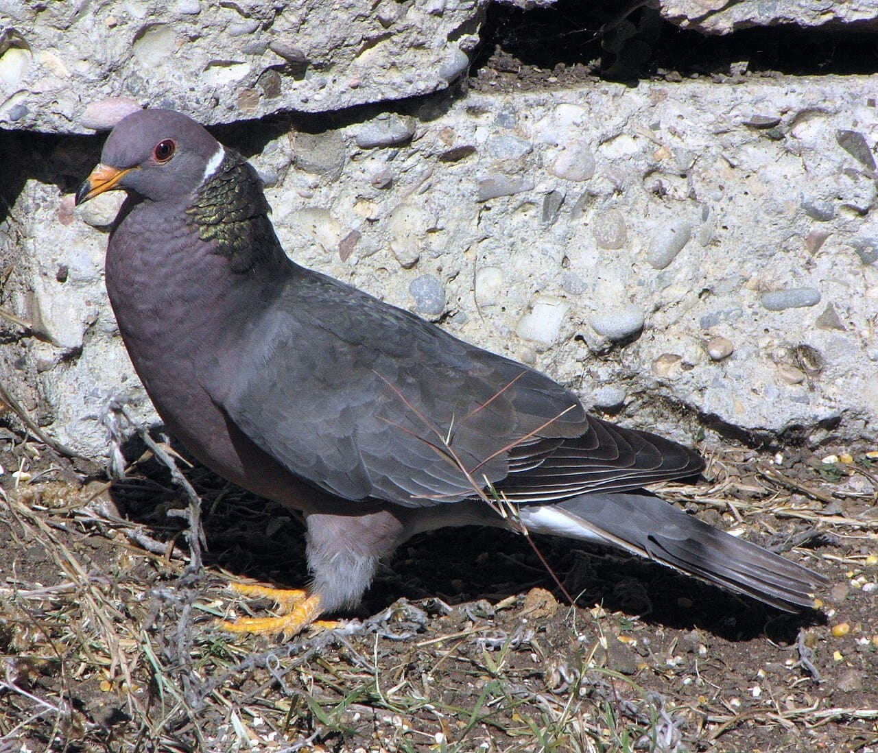 A gray band-tailed pigeon with a white neck band on the ground.