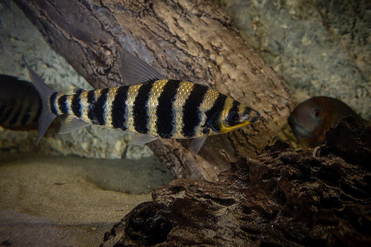 A yellow banded leporinus fish with thick black stripes.