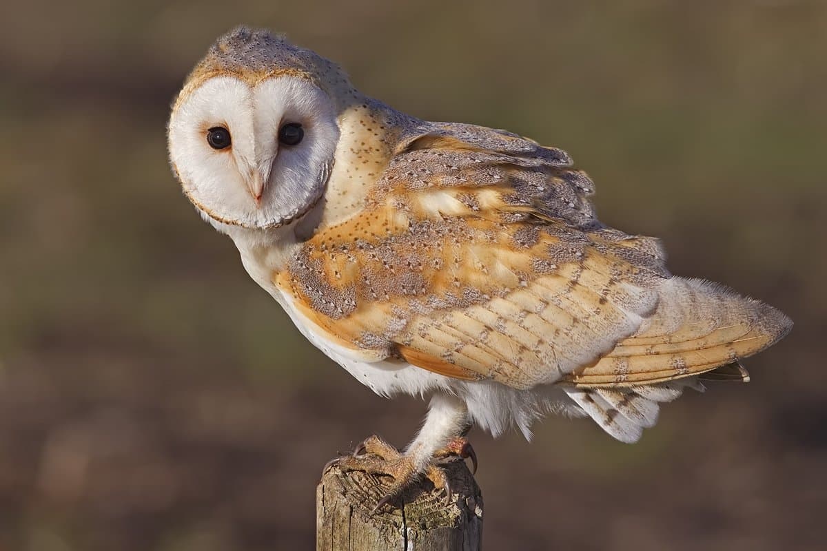 A barn owl with a white heart-shaped face perched on a post.