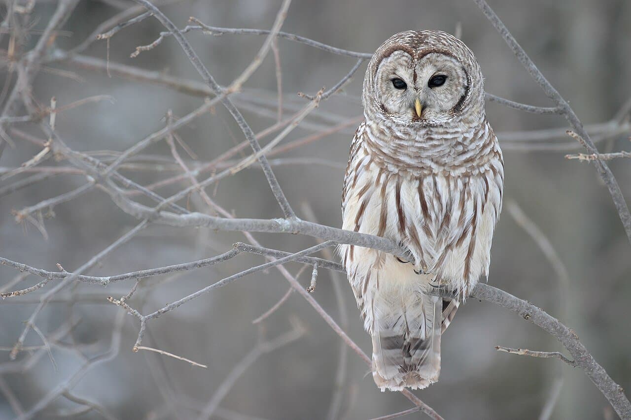 A brown-and-white barred owl perched among bare branches.
