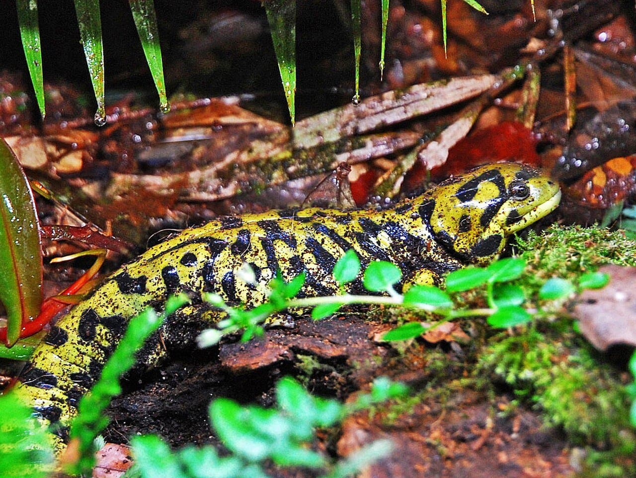 A black and yellow barred tiger salamander on mossy ground.