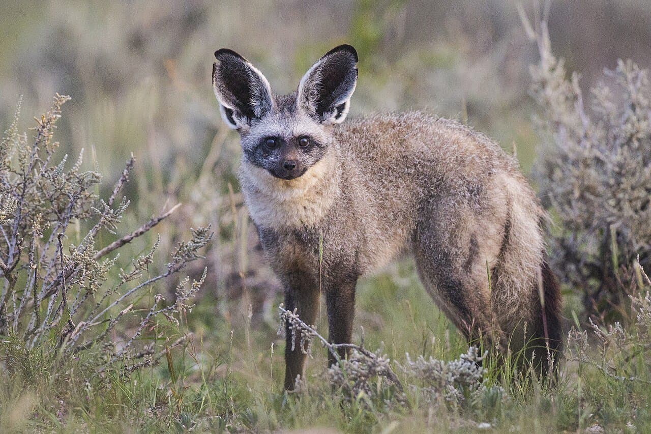 A bat-eared fox with very large ears standing in grass.