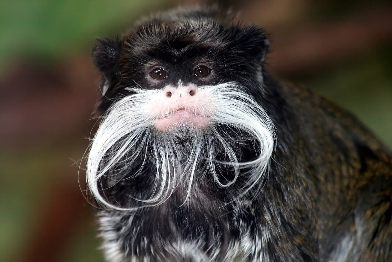 An emperor tamarin with a long white mustache.