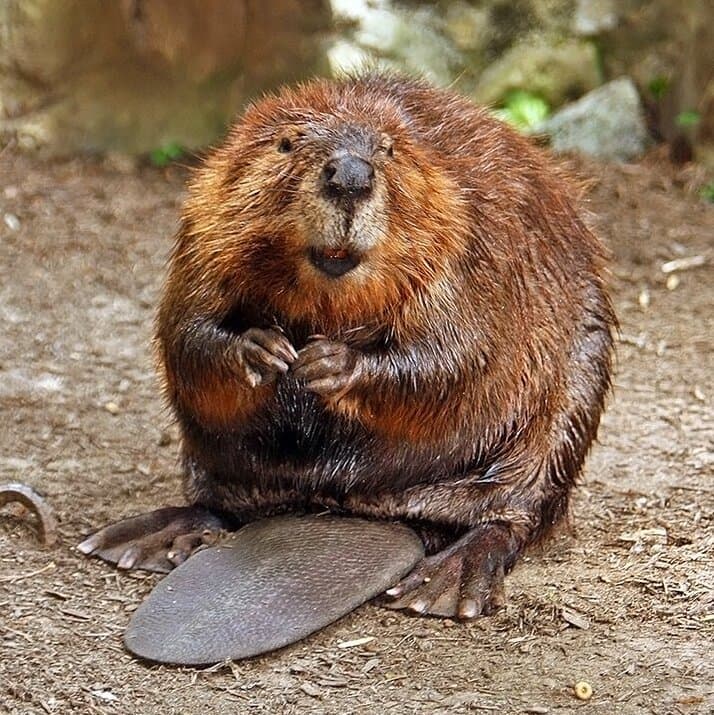 A North American beaver sitting on the ground with its flat tail in front.
