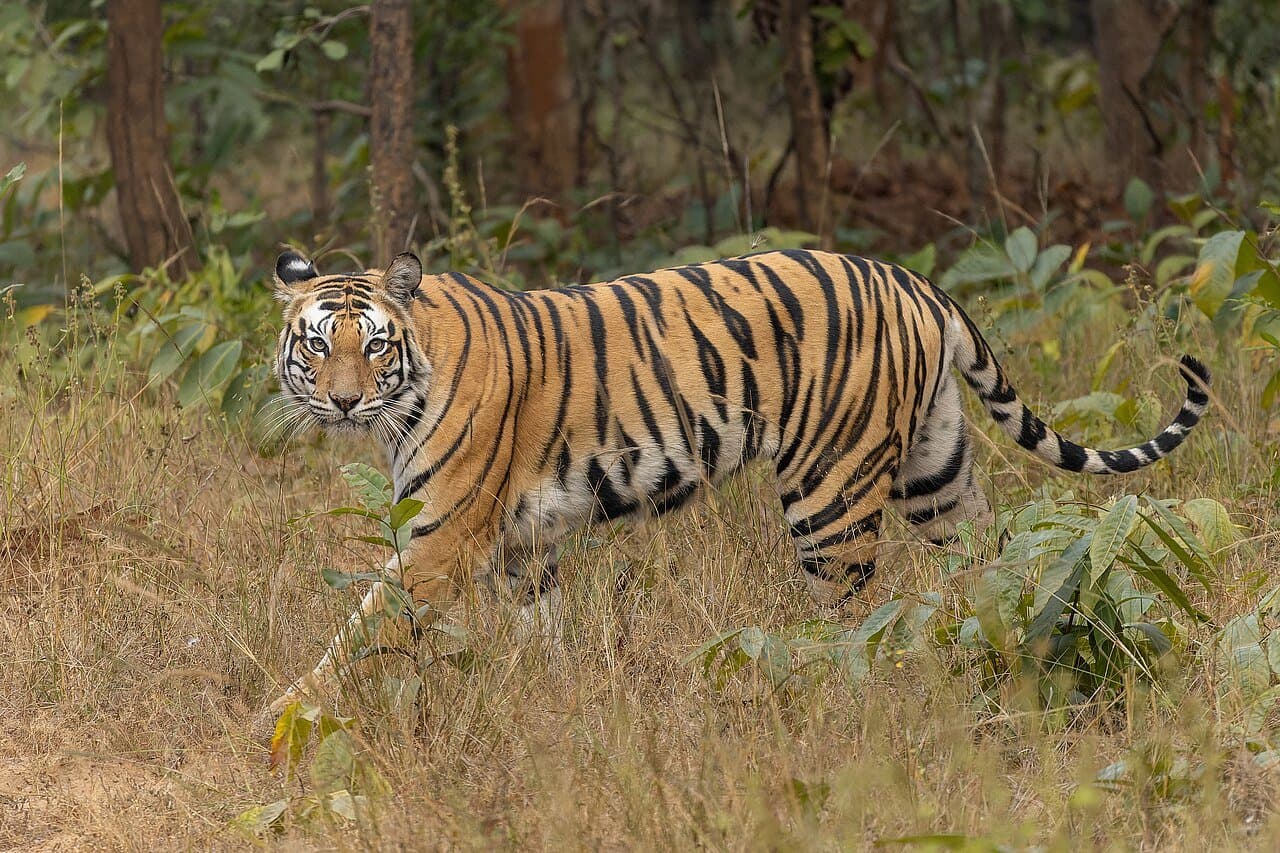 A Bengal tiger walking through dry grass at the edge of a forest.