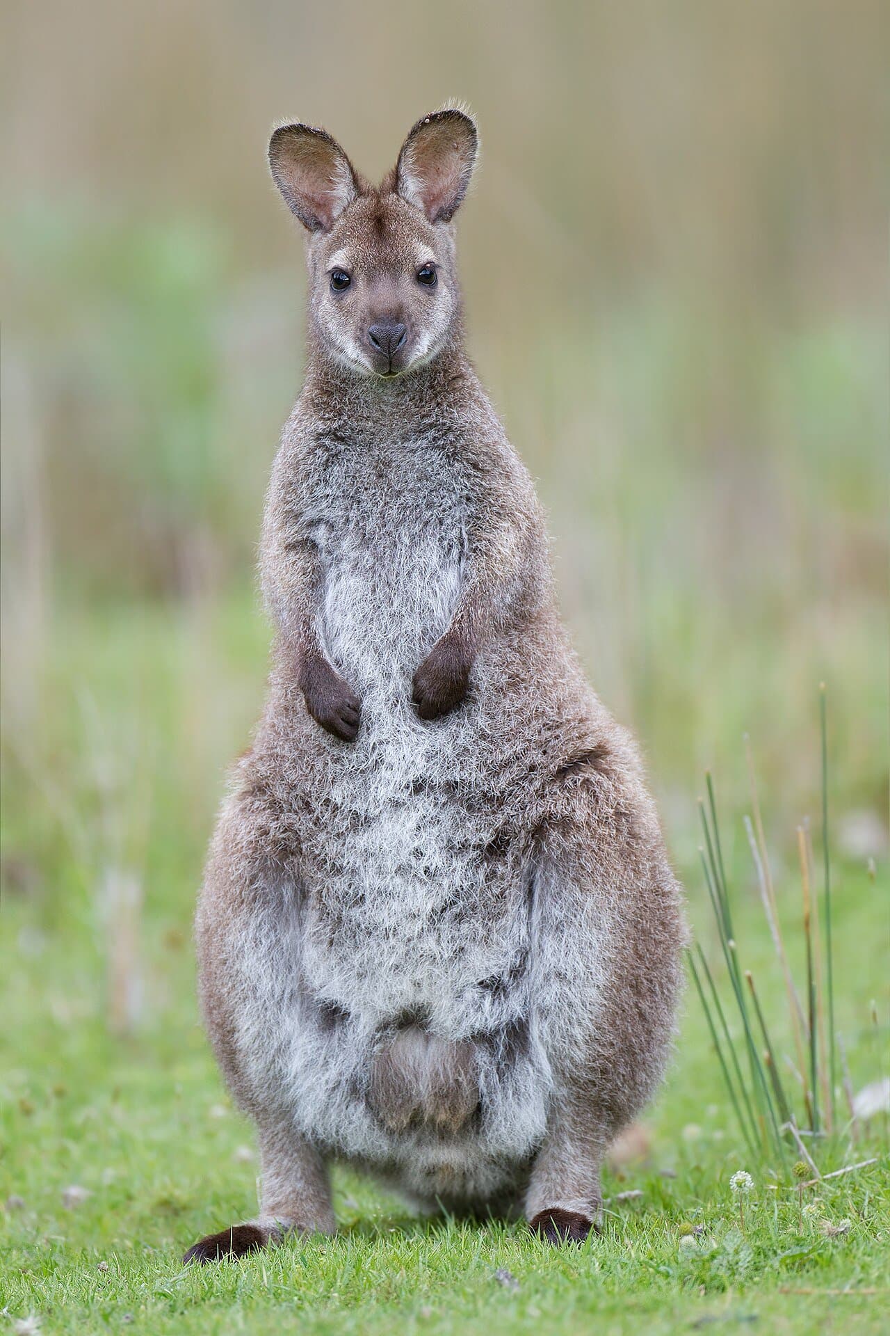 A Bennett's wallaby standing upright on grass.