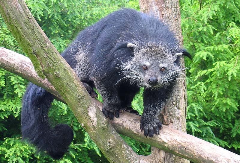 A shaggy black binturong climbing along a tree branch with its long tail hanging down.