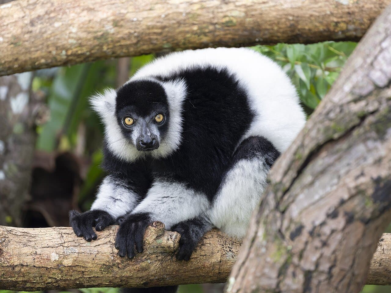 A black-and-white ruffed lemur with golden eyes resting on a branch.