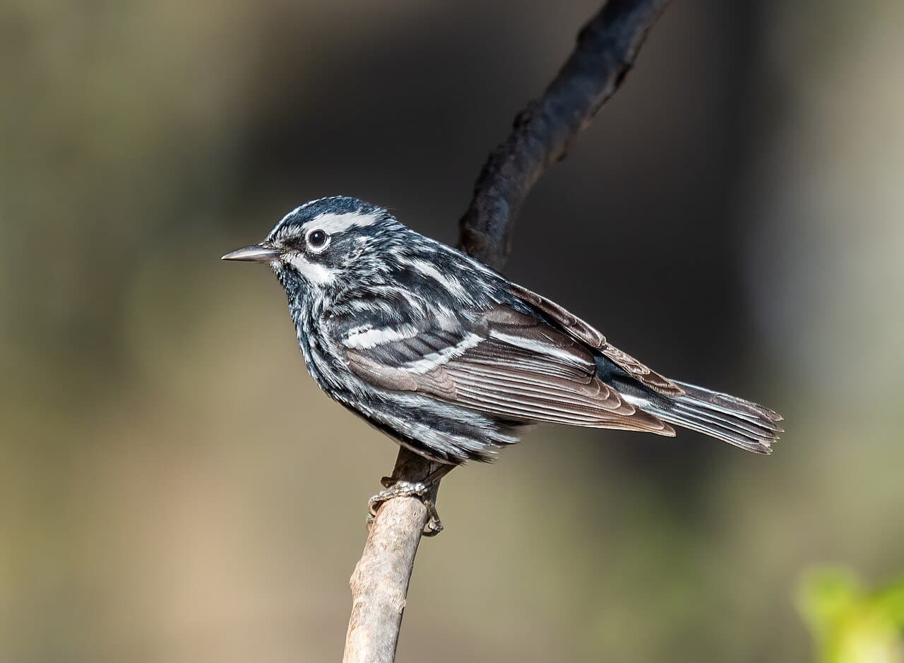 A black-and-white striped warbler perched on a twig.