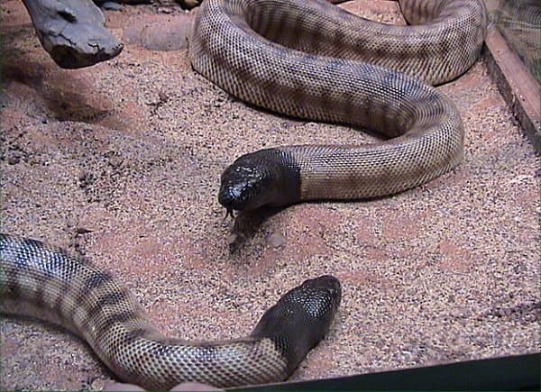 Two black-headed pythons with glossy black heads and banded bodies.