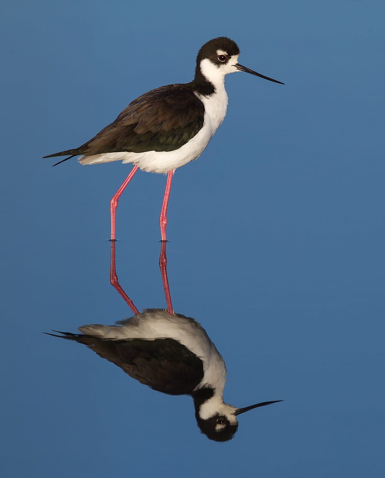 A black-necked stilt on long pink legs reflected in blue water.